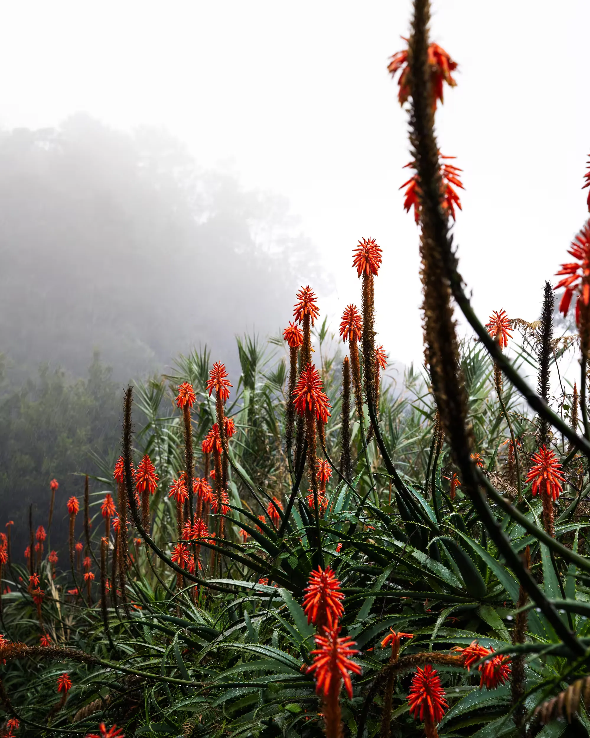Madeira — photo 7
